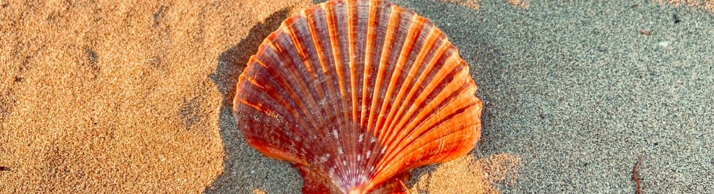Coquillage rouge dans le sable